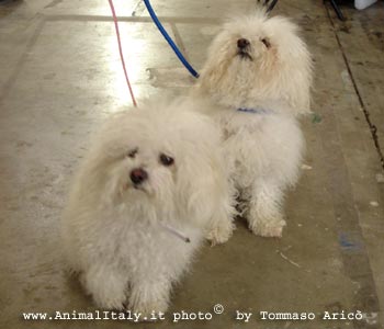 Animalitalyit Il Portale Degli Animali Domesti E Selavtici