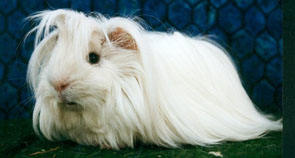 cavia cavia